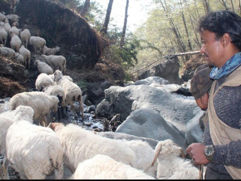 सङ्घर्षका पाइला : ‘जसले विदेशको जागिर छाडेर गोठालो पेसा रोजे’